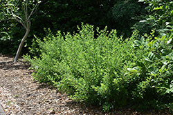 Little Volcano Bush Clover (Lespedeza thunbergii 'Little Volcano') at Lakeshore Garden Centres