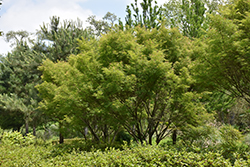 Seiryu Japanese Maple (Acer palmatum 'Seiryu') at Lakeshore Garden Centres