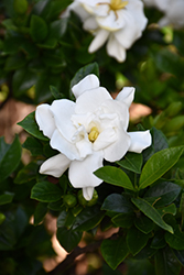 Jubilation Gardenia (Gardenia jasminoides 'Leeone') at Lakeshore Garden Centres