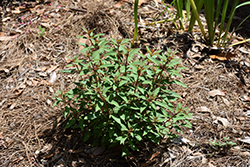 Firefly Firebush (Hamelia patens 'Firefly') at Lakeshore Garden Centres