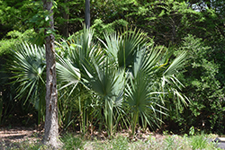 Dwarf Palmetto (Sabal minor) at Lakeshore Garden Centres