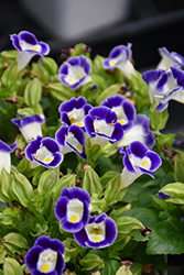Kauai Deep Blue Torenia (Torenia 'PAS786690') at Lakeshore Garden Centres