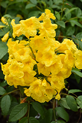 Gold Star Esperanza (Tecoma stans 'Lonesp') at Lakeshore Garden Centres
