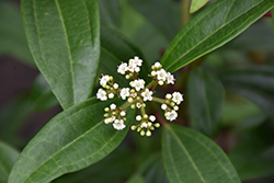 Moonlit Lace Viburnum (Viburnum 'sPg-3-024') at Lakeshore Garden Centres