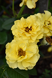 Sparkle And Shine Rose (Rosa 'WEKjunjuc') at Lakeshore Garden Centres