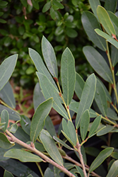 Bluescape Myrtle Leaf Distylium (Distylium myricoides 'RLH-DM1ER') at Lakeshore Garden Centres