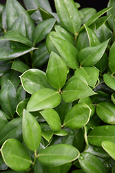 Carissa Holly (Ilex cornuta 'Carissa') at Lakeshore Garden Centres