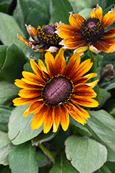 SmileyZ Kissing Coneflower (Rudbeckia hirta 'Kissing') at Lakeshore Garden Centres