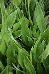 Tiny Tank Cast Iron Plant (Aspidistra elatior 'Barr01') at Lakeshore Garden Centres