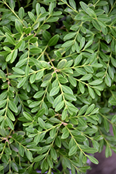 Green Borders Boxwood (Buxus microphylla 'Grebor') at Lakeshore Garden Centres