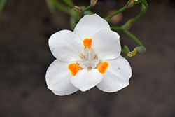 Orange Drop African Iris (Dietes iridioides 'Orange Drop') at Lakeshore Garden Centres