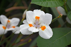 Katrina African Iris (Dietes 'Nola Alba') at Lakeshore Garden Centres
