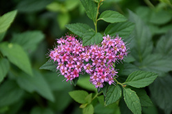 Little Bonnie Spirea (Spiraea x bumalda 'BL0601') at Lakeshore Garden Centres
