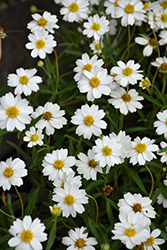 Blackfoot Daisy (Melampodium leucanthum) at Lakeshore Garden Centres
