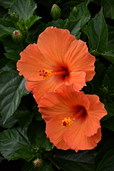 Tradewinds Orange Sunset Wind Hibiscus (Hibiscus rosa-sinensis 'Orange Sunset Wind') at Lakeshore Garden Centres