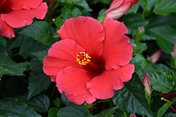 Antigua Wind Hibiscus (Hibiscus rosa-sinensis 'Antigua Wind') at Lakeshore Garden Centres