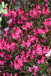 Whiskers Deep Rose Gaura (Gaura lindheimeri 'Whiskers Deep Rose') at Lakeshore Garden Centres