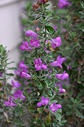 Heavenly Cloud Texas Sage (Leucophyllum 'Heavenly Cloud') at Lakeshore Garden Centres