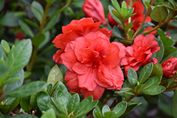 ReBLOOM Coral Amazement Azalea (Rhododendron 'RLH1-6P4') at Lakeshore Garden Centres