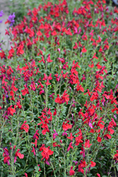 Radio Red Autumn Sage (Salvia greggii 'Radio Red') at Lakeshore Garden Centres