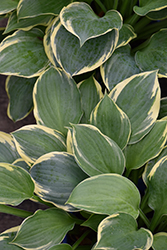 Crusader Hosta (Hosta 'Crusader') at Lakeshore Garden Centres