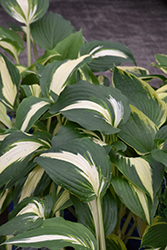 Night Before Christmas Hosta (Hosta 'Night Before Christmas') at Lakeshore Garden Centres