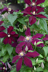 Pinot Meunier Clematis (Clematis 'Pinot Meunier') at Lakeshore Garden Centres