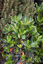 Shogun Little Emperor Japanese Blueberry Tree (Elaeocarpus decipiens 'Monproud') at Lakeshore Garden Centres