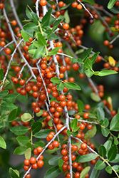 Weeping Yaupon Holly (Ilex vomitoria 'Pendula') at Lakeshore Garden Centres