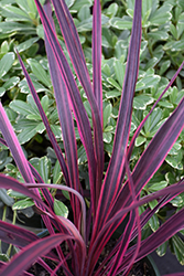 Electric Pink Cordyline (Cordyline banksii 'Sprilecpink') at Lakeshore Garden Centres