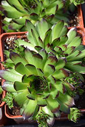 Chick Charms Appletini Hens And Chicks (Sempervivum 'Reinhard') at Peter Knippel Garden Centre