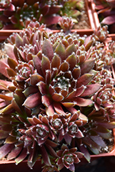 Chick Charms Cinnamon Starburst Hens And Chicks (Sempervivum 'Cinnamon Starburst') at Lakeshore Garden Centres
