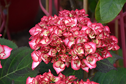 Kimono Hydrangea (Hydrangea macrophylla 'Hokomabebos') at Green Thumb Garden Centre