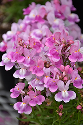 Linaria Fantasy Speckled Pink Toadflax (Linaria maroccana 'Fantasy Speckled Pink') at Lakeshore Garden Centres