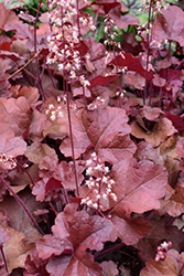 Red Sea Coral Bells (Heuchera 'Red Sea') at Lakeshore Garden Centres