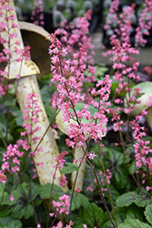 Pink Revolution Foamy Bells (Heucherella 'Pink Revolution') at Peter Knippel Garden Centre