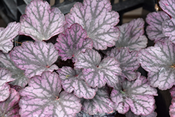 Heureka Silver Lord Coral Bells (Heuchera 'Silver Lord') at Lakeshore Garden Centres