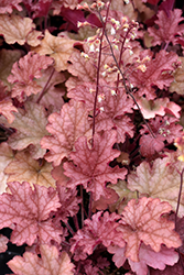 Ginger Peach Coral Bells (Heuchera 'Ginger Peach') at Lakeshore Garden Centres