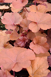 Timeless Orange Coral Bells (Heuchera 'Timeless Orange') at Lakeshore Garden Centres