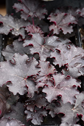 Heureka Black Knight Coral Bells (Heuchera 'Black Knight') at Lakeshore Garden Centres
