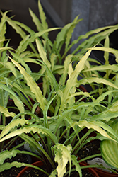 Curly Fries Hosta (Hosta 'Curly Fries') at The Mustard Seed