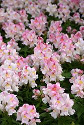 Snapshot Appleblossom Snapdragon (Antirrhinum majus 'PAS1192833') at Lakeshore Garden Centres