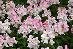 Snapshot Appleblossom Snapdragon (Antirrhinum majus 'PAS1192833') at Lakeshore Garden Centres