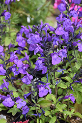 Heatwave Breeze Sage (Salvia 'Breeze') at Lakeshore Garden Centres