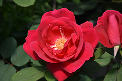 Winnipeg Parks Rose (Rosa 'Winnipeg Parks') at Golden Acre Home & Garden