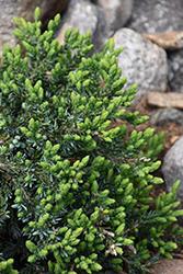 Spreading Common Juniper (Juniperus communis 'var. montana') at Lakeshore Garden Centres