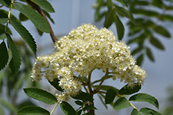 Black Hawk Mountain Ash (Sorbus aucuparia 'Black Hawk') at Lakeshore Garden Centres