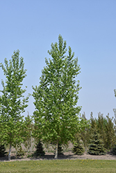 Skyfest Poplar (Populus 'Jefcot') at Lakeshore Garden Centres