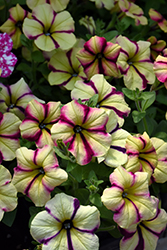 Crazytunia Knight Rider Petunia (Petunia 'Crazytunia Knight Rider') at Lakeshore Garden Centres