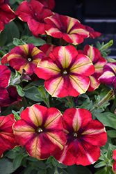 Crazytunia Razzmatazz Petunia (Petunia 'Wespecrarama') at Lakeshore Garden Centres